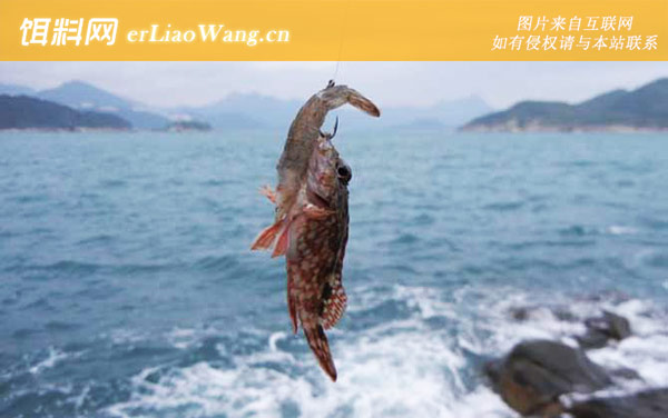 海钓:鱼饵种类