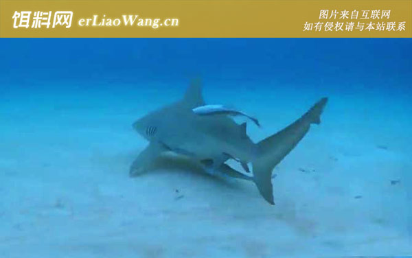 大青鲨:牛鲨