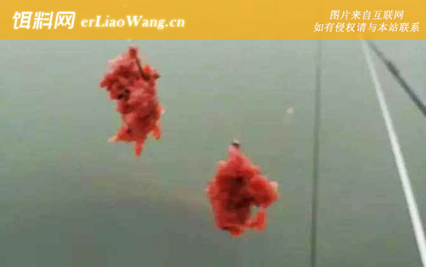 鱼饵怎么调配才有粘性-醒饵要充分