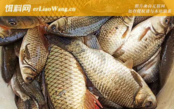 鲫鱼:商品饵料