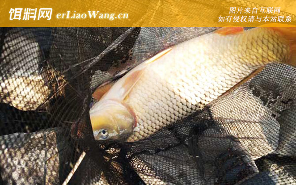 鲤鱼:自然饵料