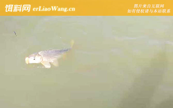 鲤鱼:自制饵料