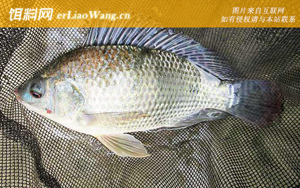 罗非鱼:自制饵料