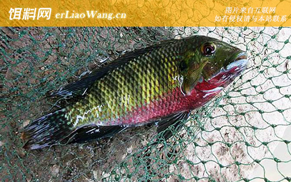 罗非鱼:商品饵料