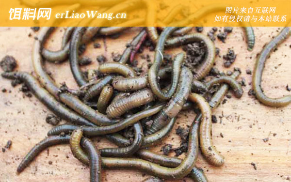 蚯蚓:养殖价值