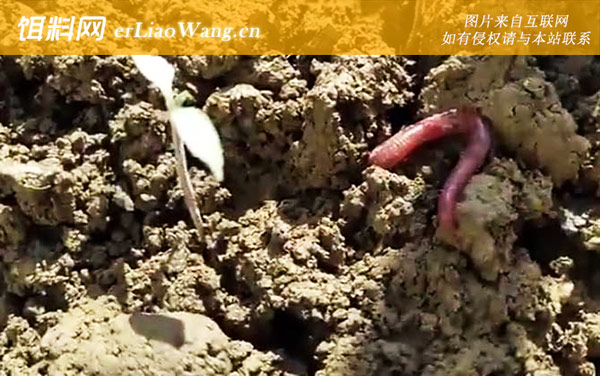蚯蚓养殖的市场前景怎么样-养殖品种