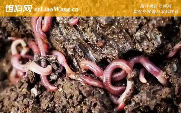 蚯蚓:采集方法
