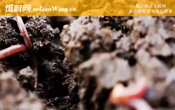 草莓是蚯蚓变的吗-养殖价值