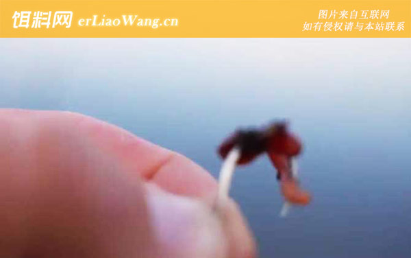 蚯蚓钓鱼:挂钩方法