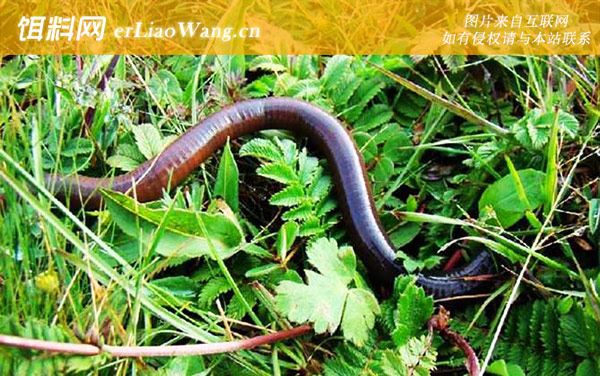 黑蚯蚓:挂钩方法