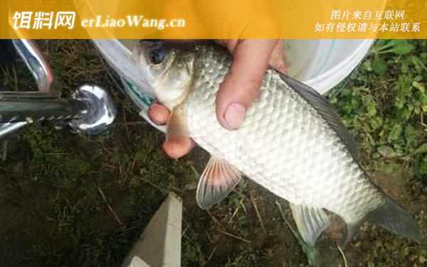 早春钓鱼技巧全知识-底浮