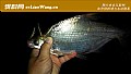 夏天钓鱼技巧及饵料配方