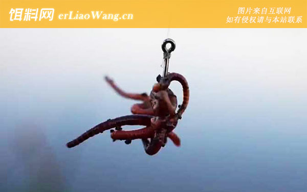 蚯蚓钓鱼用打窝吗-窝料选用