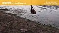 《什么季节钓鱼用蚯蚓?》封面图
