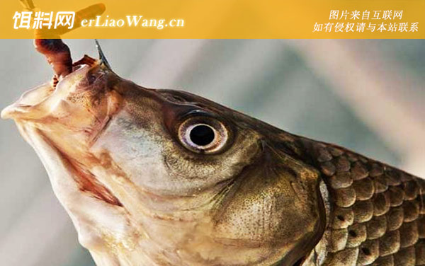 秋天钓鱼用蚯蚓可以吗-技巧