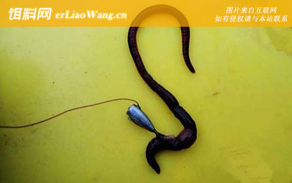 蚯蚓钓鱼:尾挂法