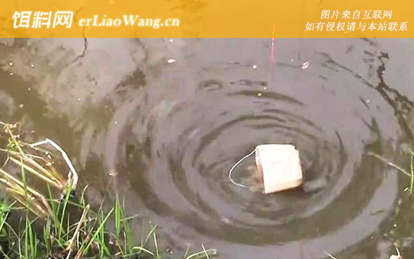 打窝:挑选窝点
