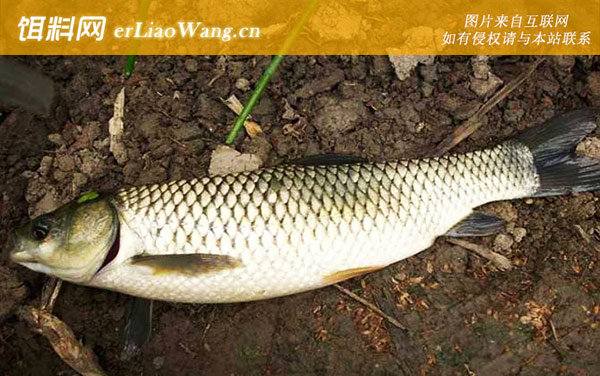 鳊鱼:草鱼