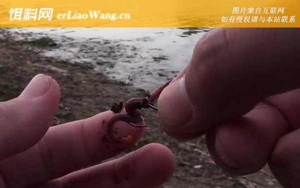 蚯蚓怎么挂钩容易上鱼-挂钩