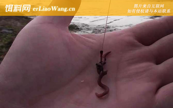 蚯蚓怎么挂钩容易上鱼-作钓