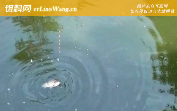 蚯蚓钓鱼:调漂技巧