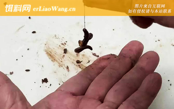 蚯蚓:适钓鱼情
