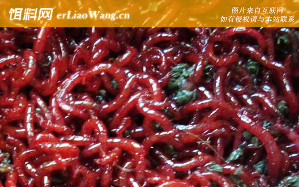 红虫:物种定义