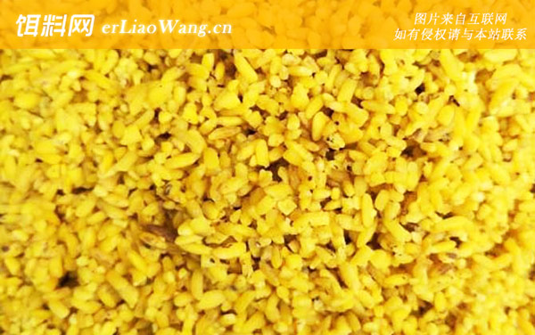 酒米怎么打窝效果好-打窝技巧