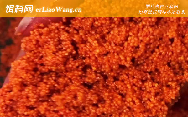 酒米和麝香米的区别-打窝方法