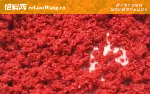 酒米打窝多久能发窝-打窝技巧