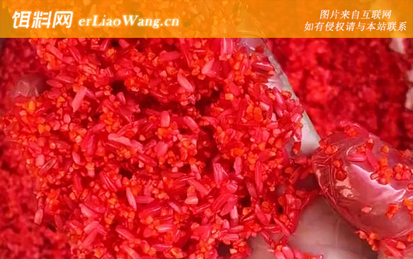 酒米能和饵料混在一起吗-打窝技巧