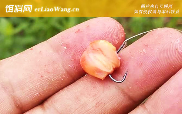 玉米挂钩:作钓技巧