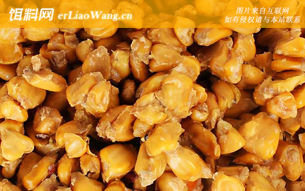 玉米钓鱼:作钓技巧