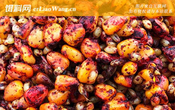 玉米钓鱼:作钓技巧