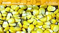 用玉米钓鱼要煮熟吗?