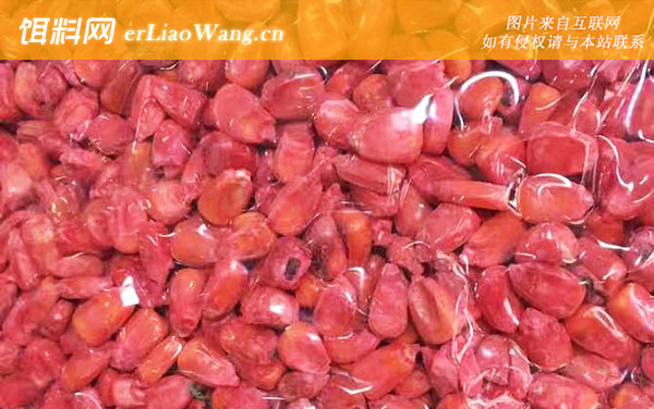 玉米钓鱼:钓点选择