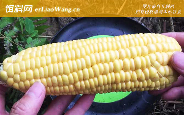 玉米:适钓鱼种