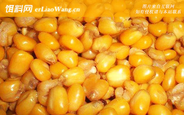 新鲜玉米饵料泡制方法-配方四