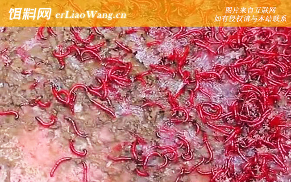 用红虫钓鱼怎么调漂-调漂技巧