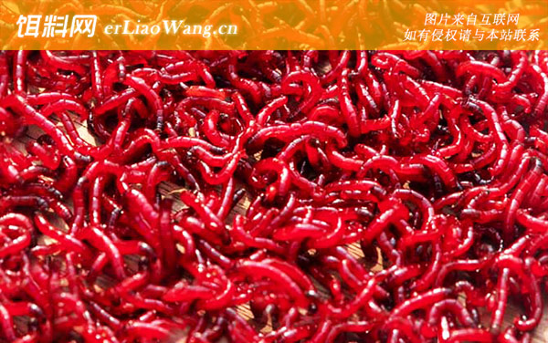 红虫钓鱼:生活习性