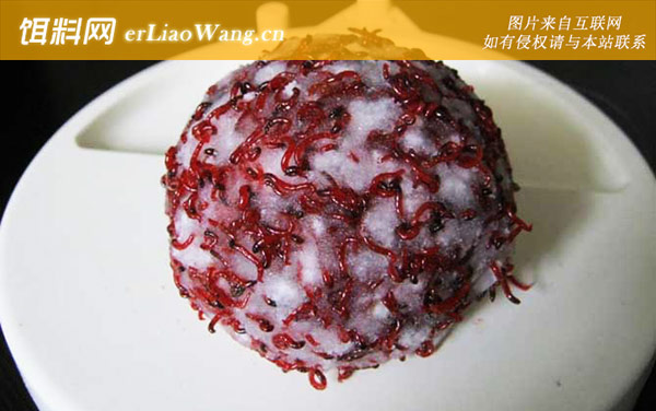 红虫拉饵:适钓鱼种