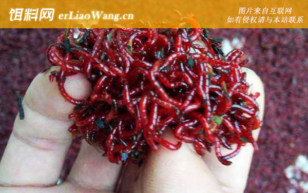 红虫拉饵:注意事项