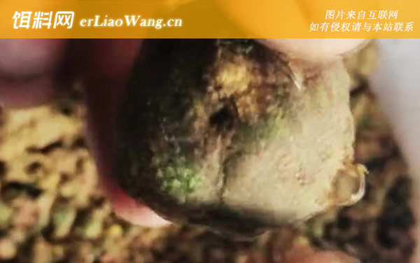 爆炸钩:作钓技巧