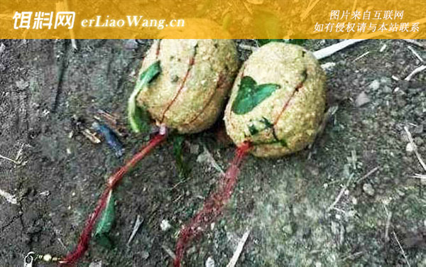 爆炸钩钓草鱼线组搭配及饵料配方-鱼线