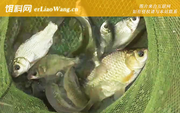 早春钓鱼:饵料配方