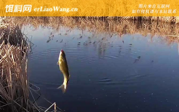 早春钓鱼:饵料配方