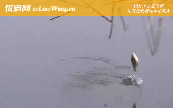 早春钓鱼:钓点远近