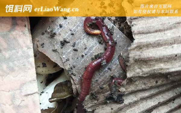 自制饵料:自然饵料