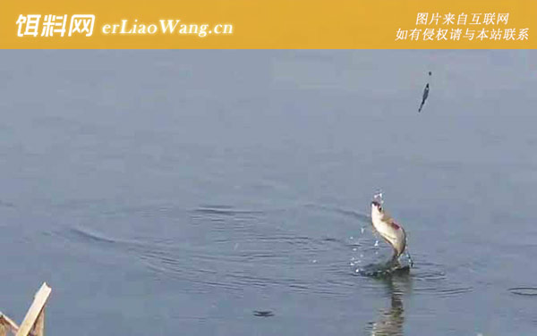 春季钓鱼:饵料配方