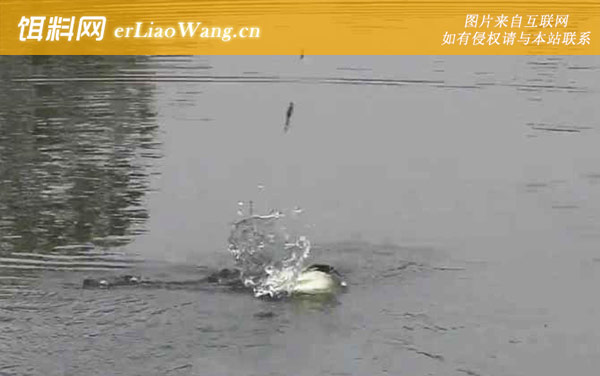 春季钓鱼:饵料配方